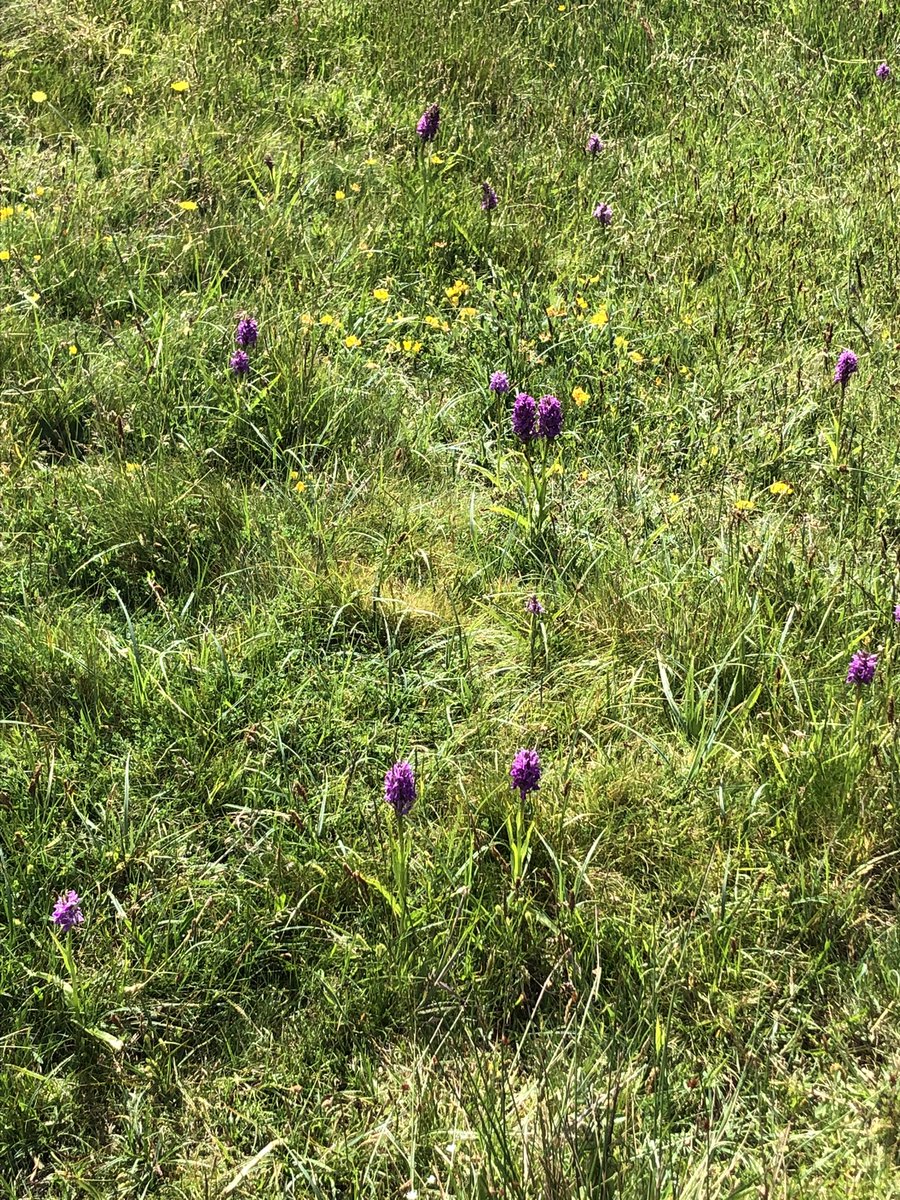 FGCcourseupdate's tweet image. Orchid’s are out here at @FGCcourseupdate @Ecology1BIGGA