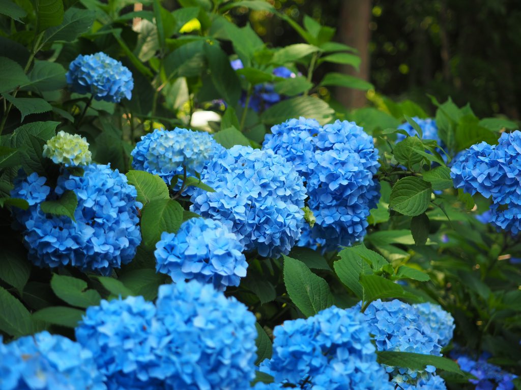 沖政一志على تويتر 今日の紫陽花 21紫陽花https T Co Jltba8sp2n تويتر 沖政一志على تويتر 今日の紫陽花 21紫陽花https T Co Jltba8sp2n تويتر