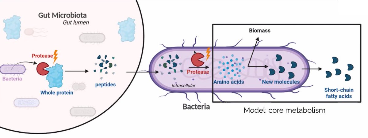 Bio_Mathematica's tweet image. Amandine Paulay, who is doing her PhD thesis with @Bio_Mathematica @INRAE_MICALIS, will present some of her PhD results at #YRLS2021 @YRLS_federation and @jobim_2021: "Flux Balance Analysis of a gut bacteria with its proteolytic activity". Congratulations to her! Credit A. Paulay