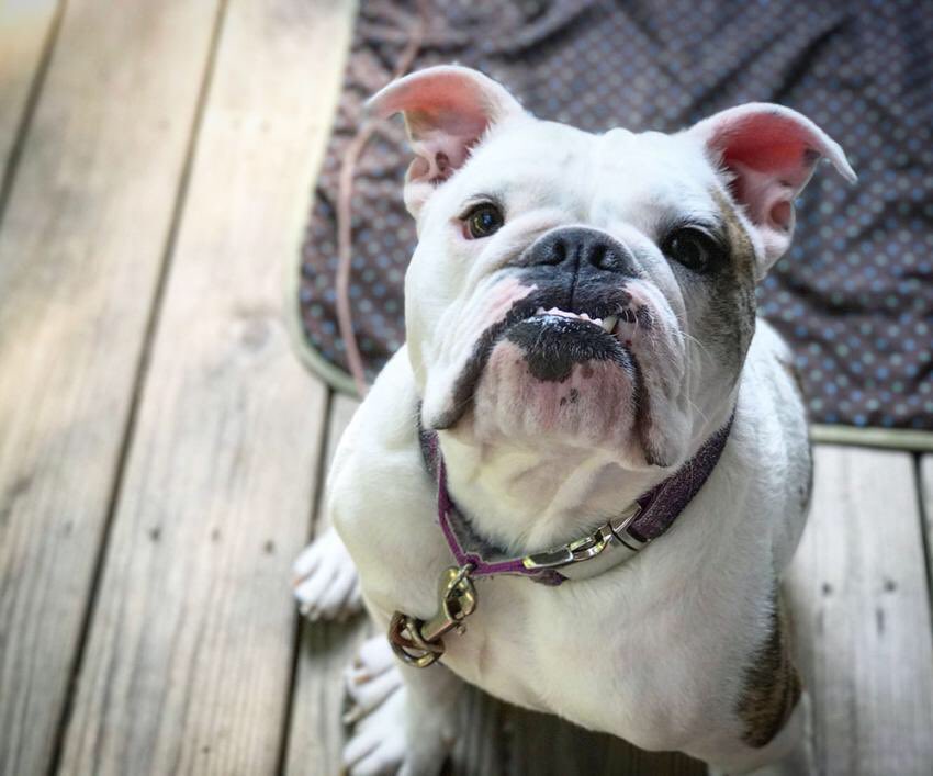 stembugsir's tweet photo. bulldogs <3 https://t.co/CycJkvC82D
