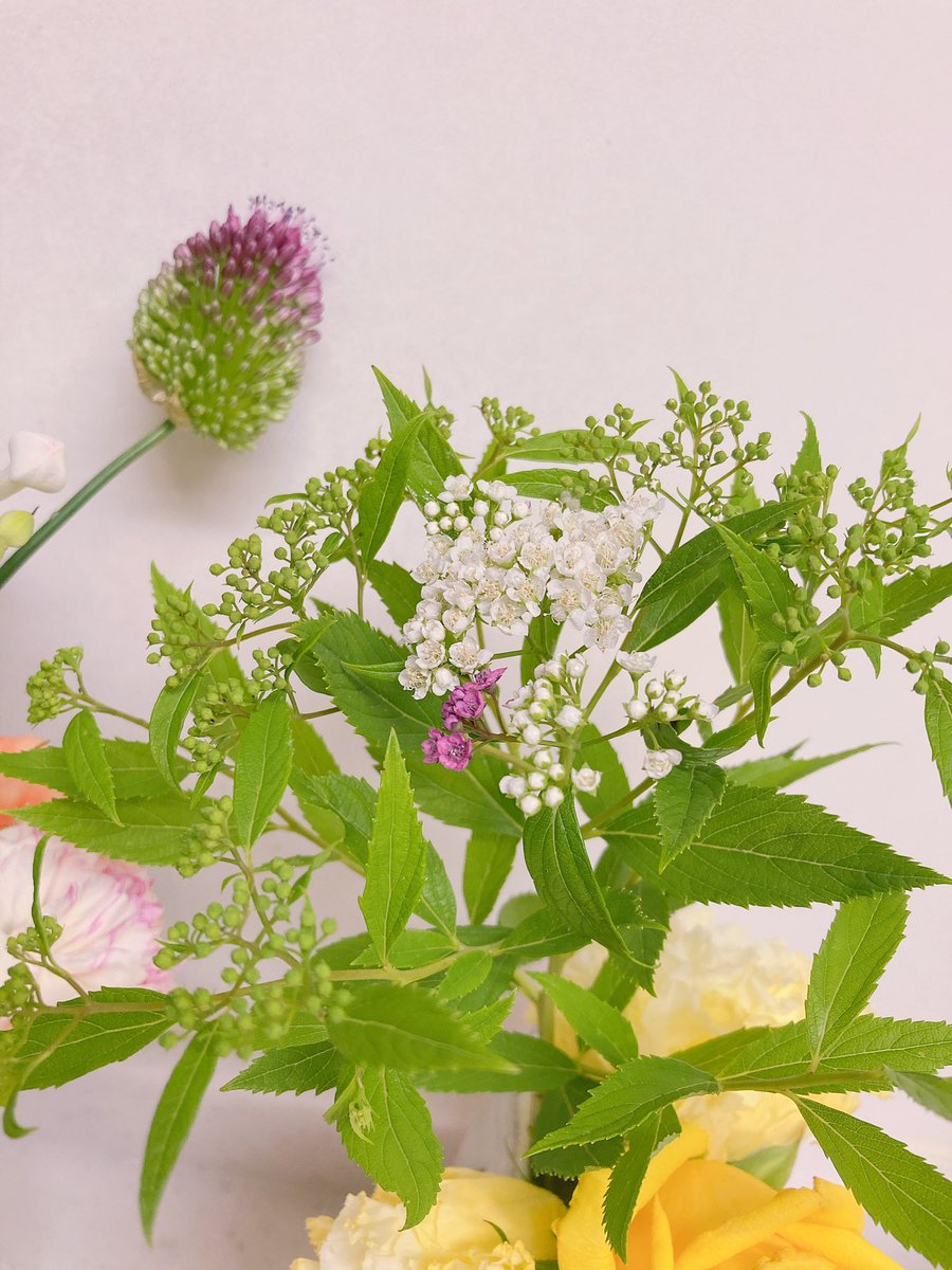 kounonflower's tweet photo. 6月9日　源平シモツケ
こんな時期にまだコデマリがあるの⁇と驚きましたが、よく見たら白とピンクの花が一緒に咲いていて、葉っぱも少し硬めでギザギザ😆コデマリと違って年に数回咲くそうです😄
#ハナノヒ https://t.co/snvdS88ncA