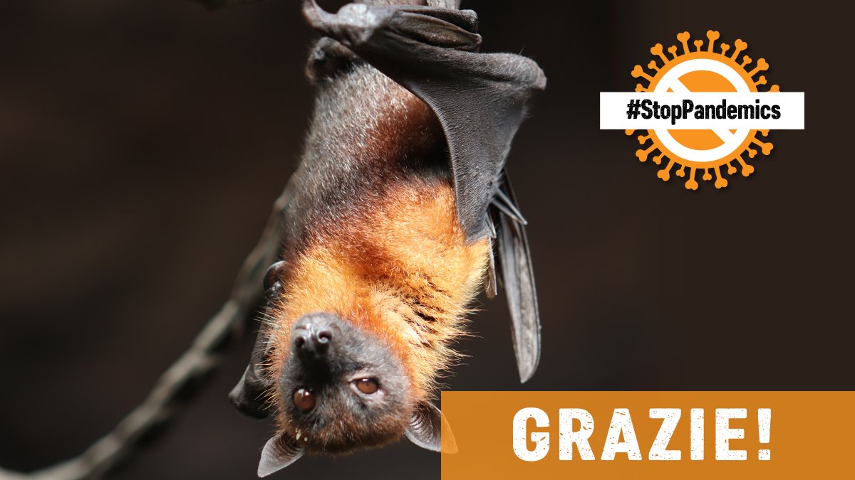 Vittoria per gli animali! #StopPandemics
<a href="/Europarl_IT/">Parlamento europeo</a> adotta il nuovo report per la strategia 2030 in tutela della biodiversità. Un'opportunità di cambiamento che prevede restrizioni al commercio di animali e incremento del loro benessere.
#NonComePrima 👉bit.ly/LAVManifesto