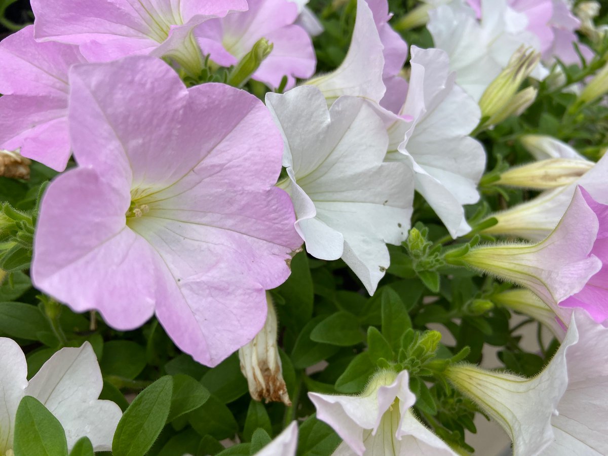 のぞみ 雨音の贈り物 A Twitter ペチュニア さくらさくら こゆきちゃん 毎年この品種の苗を探す ペチュニアはお店で品種名ついてない事が多い