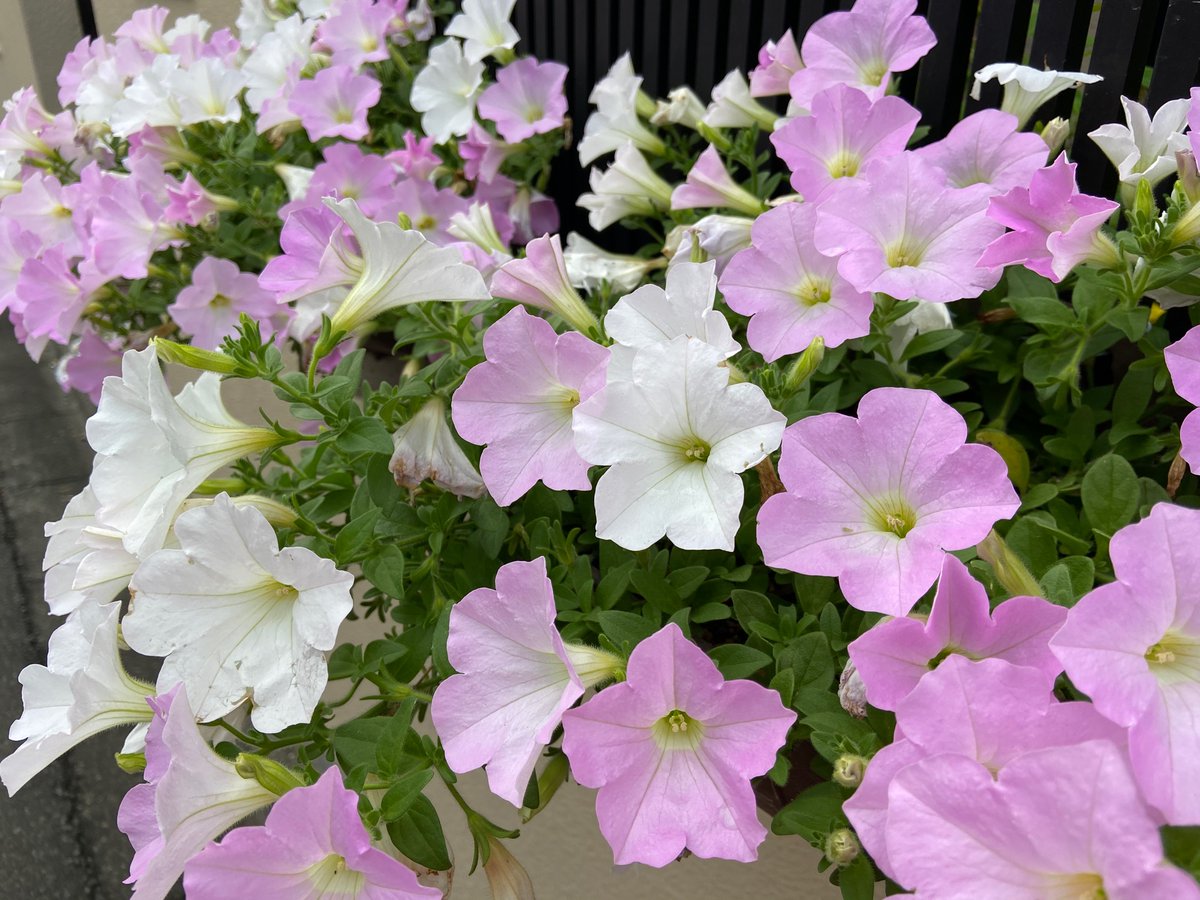 のぞみ 雨音の贈り物 A Twitter ペチュニア さくらさくら こゆきちゃん 毎年この品種の苗を探す ペチュニアはお店で品種名ついてない事が多い