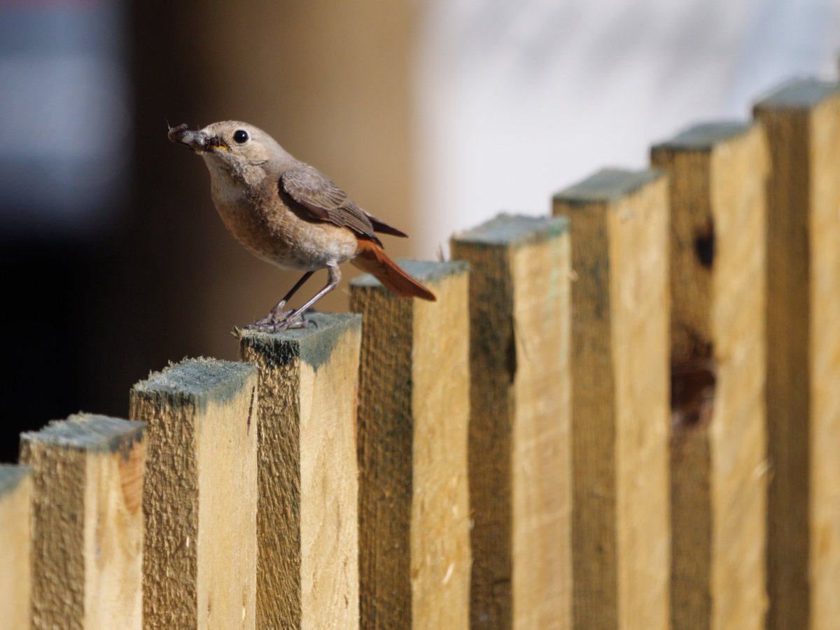 ajorienteering's tweet photo. @BBCSpringwatch @NTsouthlakes spotted pair of Redstart provisioning their young nesting in boat house wall at Wray Castle Lake Windermere https://t.co/xNHRZTPRS0