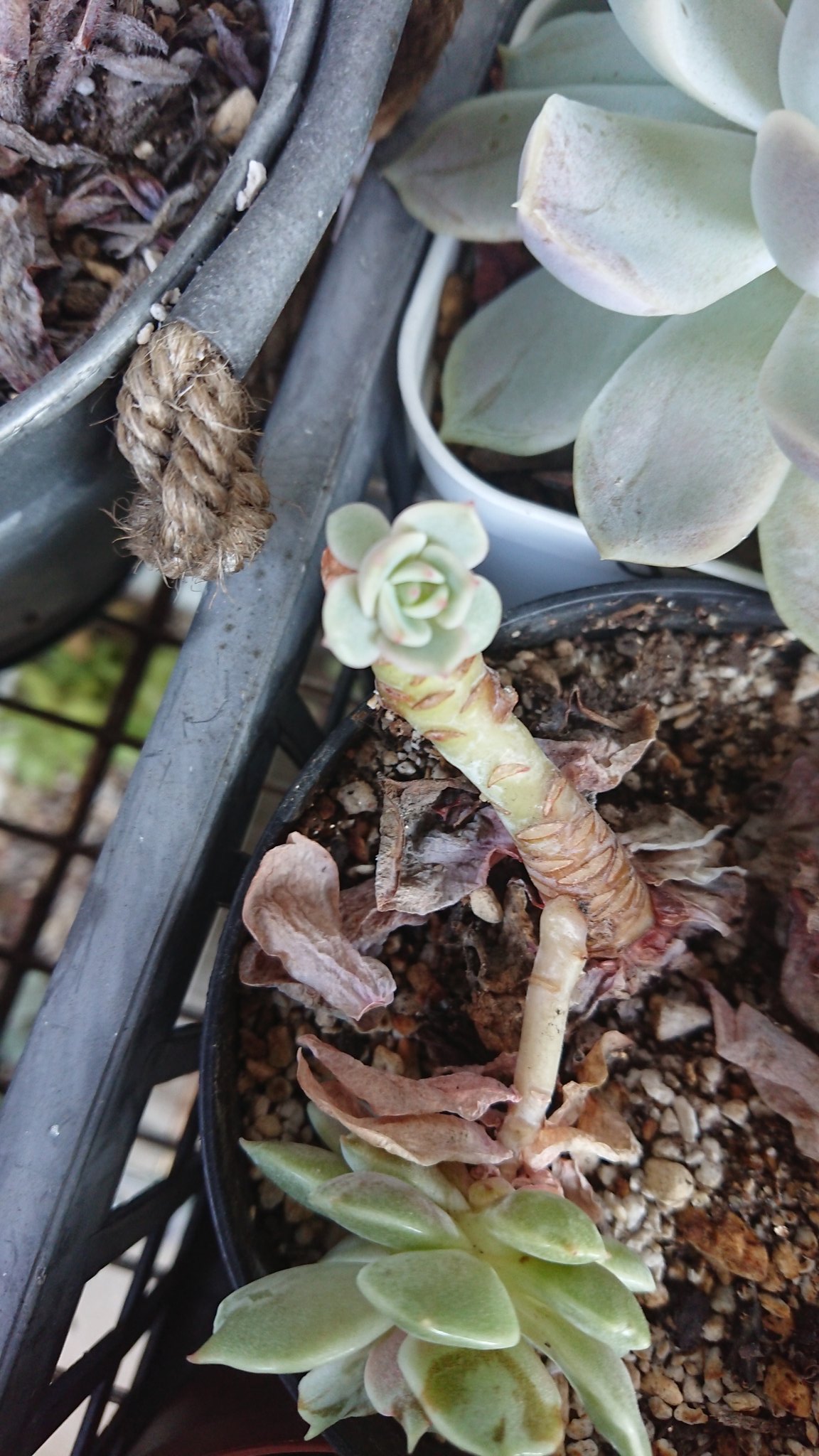 リリー Ginmaru925 初めまして 日当たりのいいところに置いている子も 室内の出窓にいる子も ベランダのラックにいる子も すべて徒長してしまうんです Twitter