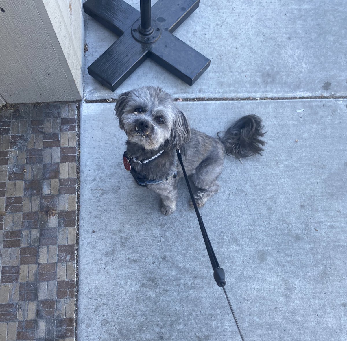 Replenished our coffee supplies this morning at <a href="/StoneCreekCoffe/">Stone Creek Coffee</a>, so cool that their We Love Teachers blend is helping support teacher-focused programs at @CityForwardCol!  A $2 donation with each purchase! As always, dog friends that come along get tasty treats too! ❤️❤️❤️