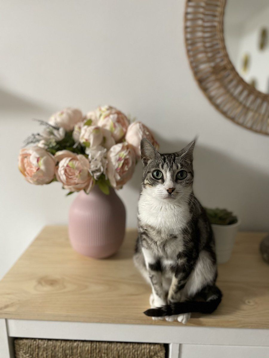 AYUDA. Os pido a todos que compartáis este tuit. Se me ha perdido esta gatita. Zona de El Pinillo, por encima del polígono. Se llama Arya, es menudita y asustadiza. Estamos desesperados buscándola. A ver si las redes hacen magia una vez más 🙏