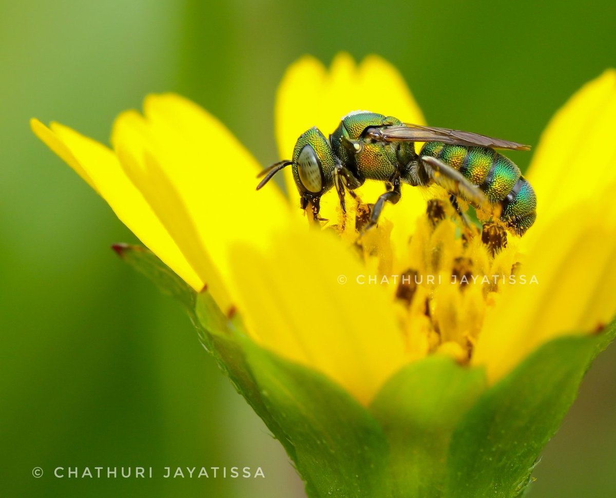 ChathuriJayati1's tweet photo. Bee 🐝
𝓑𝓮𝓮 ❤️🐝
Bees have much to teach us, they fascinate us, they are beautiful and their importance to mankind is beyond measure.......
Subgenus- Pithitis ( a member of Small carpenter bees)
#Bees #insect #gemsofnature https://t.co/8SuMjgB2NZ