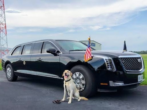 SBI1937's tweet photo. #SBI Special Agent K-9 Tito, an explosives detection dog, recently retired.  Enjoy your next chapter, buddy... and thank you for your service. #goodboy https://t.co/IluggSeh4C