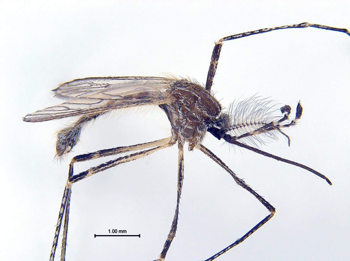 mosquito_web's tweet photo. Uma das últimas submissões ao MosquitoWeb: espécime macho de Culiseta longiareolata (interior de habitação, Moscavide, Lisboa, 31 de Maio). Sendo um macho indica que os criadouros larvares estão perto. Esta espécie não tem importância médica/veterinária conhecida. #MosquitoWeb https://t.co/AAVWAlU54N