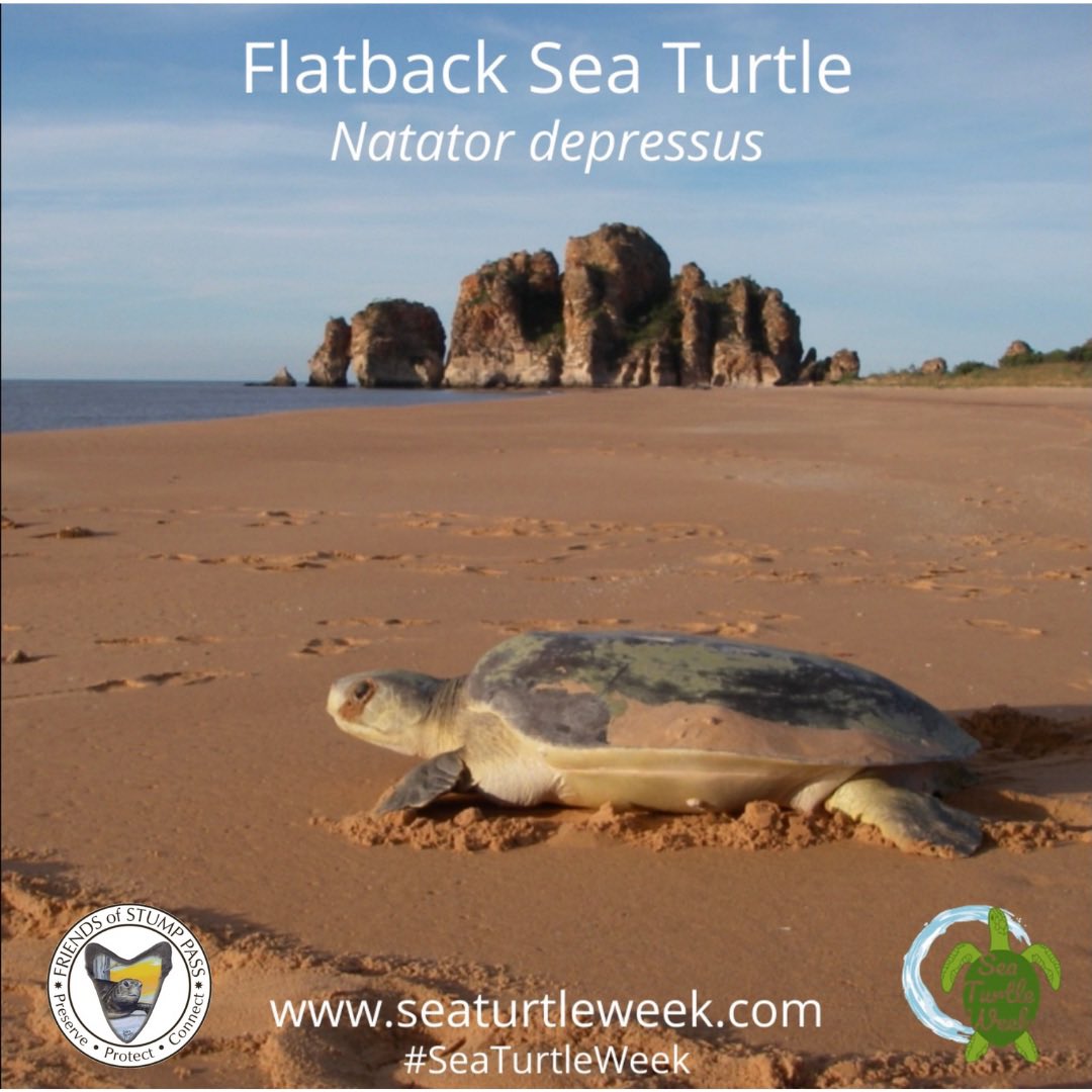 FOSPSP's tweet photo. June 9th is Flatback Day! Native to Australia,this unique species faces the same  threats of coastal development and recreation that our SWFL sea turtles are challenged with.Learn more here: https://t.co/Q57D4P8rBk #SeaTurtleWeek #lovefl #englewoodfl #swfl #bestsideoutside #beach https://t.co/JmdQFjHdYJ