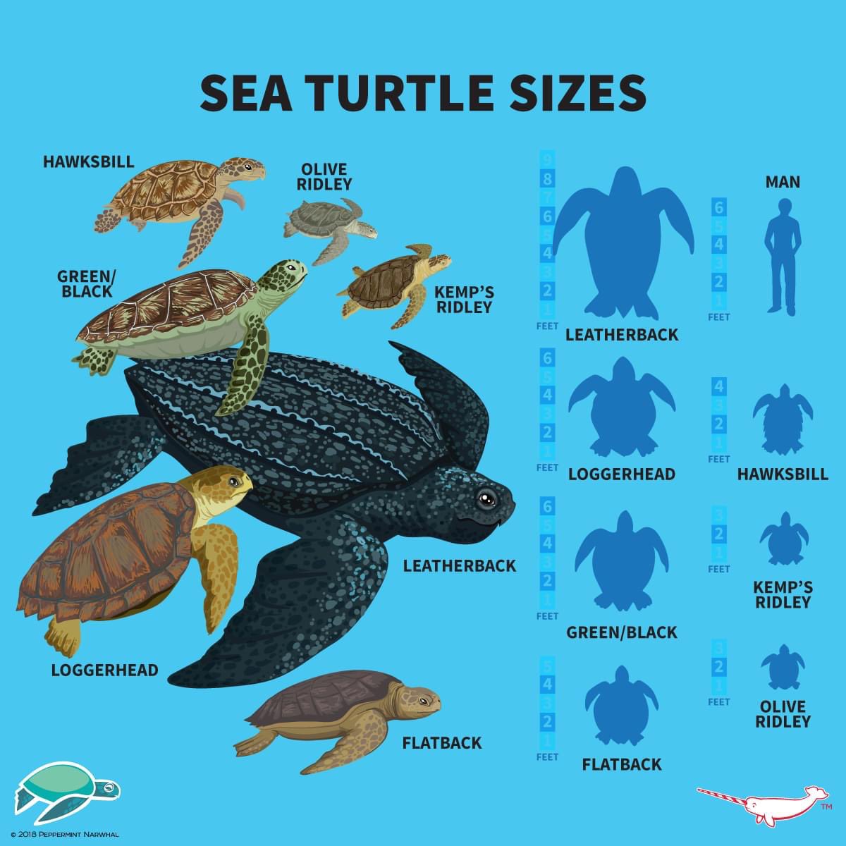 FOSPSP's tweet photo. June 9th is Flatback Day! Native to Australia,this unique species faces the same  threats of coastal development and recreation that our SWFL sea turtles are challenged with.Learn more here: https://t.co/Q57D4P8rBk #SeaTurtleWeek #lovefl #englewoodfl #swfl #bestsideoutside #beach https://t.co/JmdQFjHdYJ