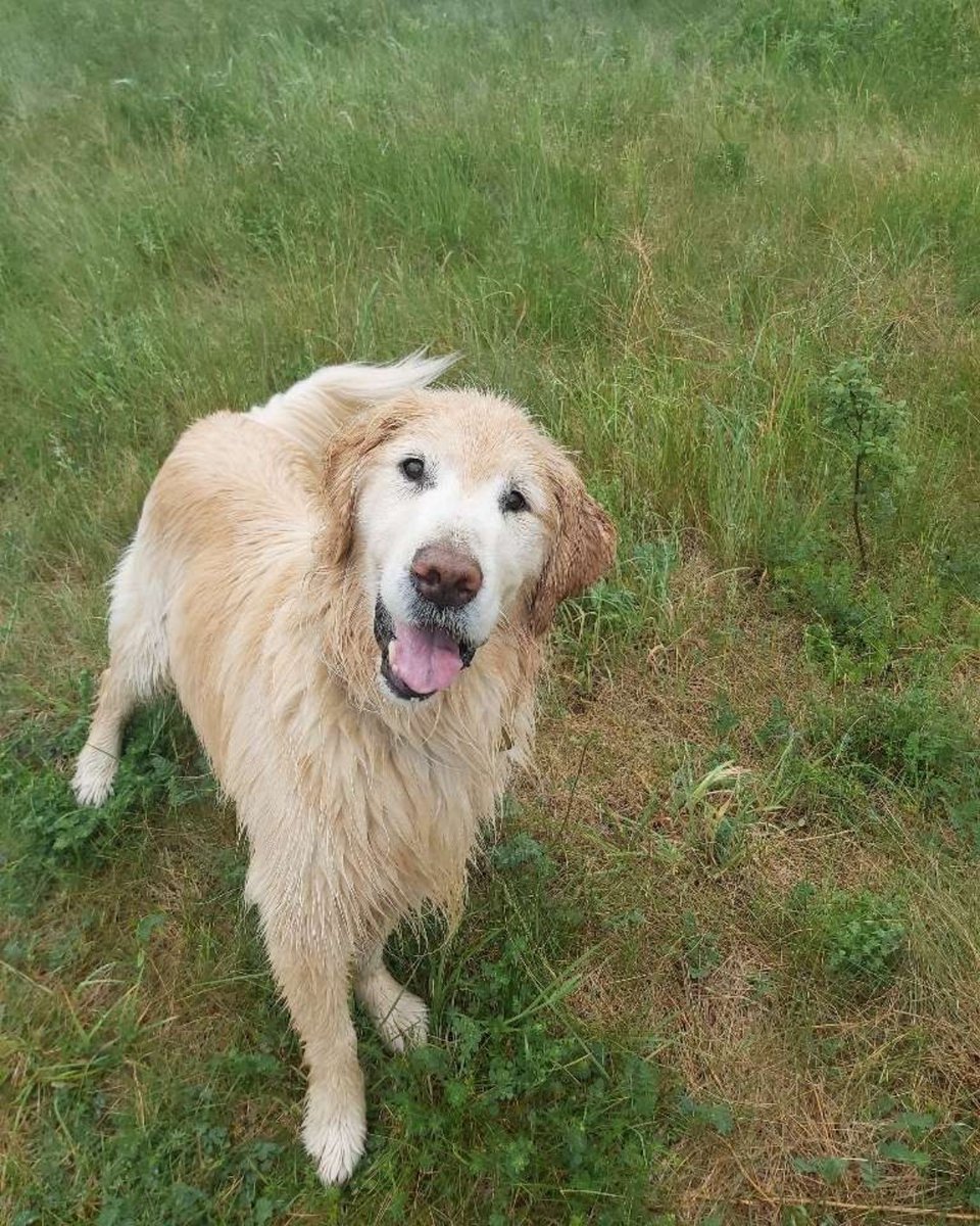 Complete K9 Inc. tweet media