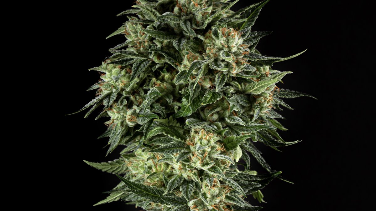 One Plant tweet media