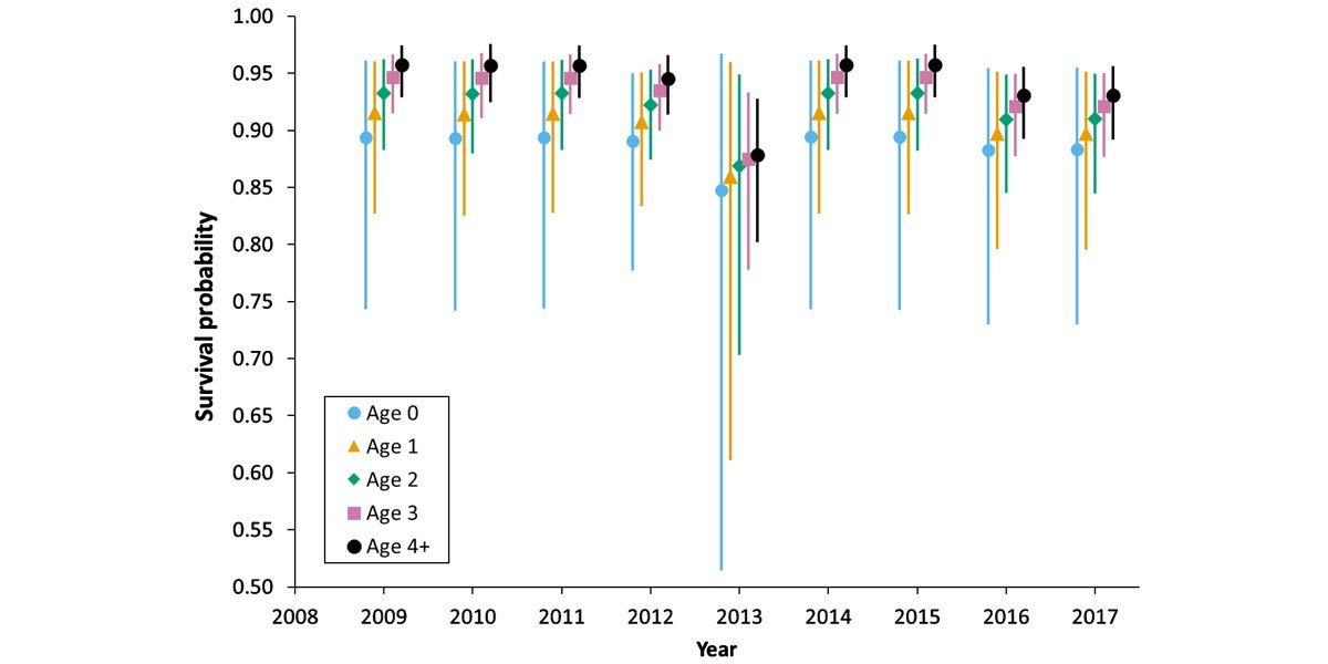 ESAEcology's tweet photo. A new Statistical Report in @ESAEcology:

A hidden Markov model for estimating age-specific survival when age and size are uncertain

With #OpenData in @MyFWC's Research Institute

#CaptureRecapture #HiddenMarkov #StatisticalEcology #Manatees @R_nimble

https://t.co/Cyi9eIjVsQ https://t.co/WTJ6tEyRlI