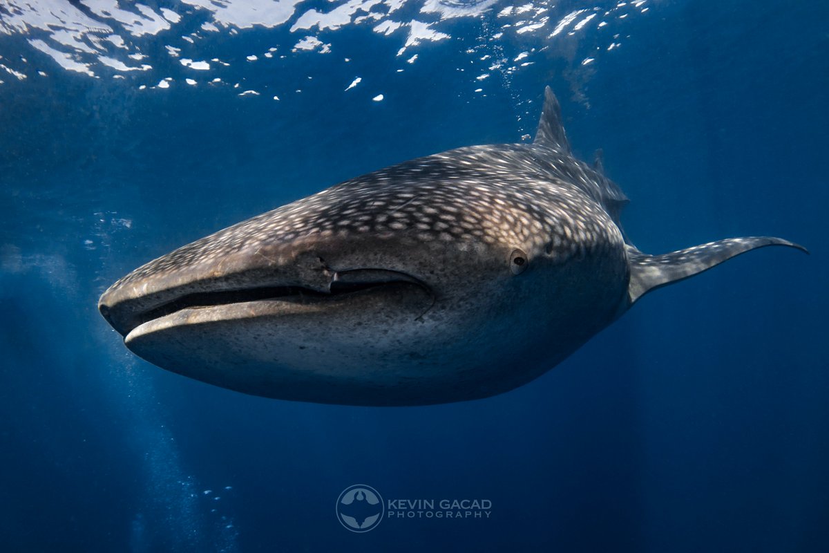 SimilanDiveTour's tweet photo. Richelieu Rock is one of the top-ten dive sites in the world. Dive with a Whale Shark and thousands of other species. The Rock is covered in colourful soft corals, and surrounded by reef &amp; pelagic marine life. 
https://t.co/CB5Y8tJ4Vj

#richelieurock #scubadiving #scuba #ntjb https://t.co/enBcfKRqBR