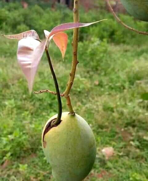 tukwa2's tweet photo. #savetheplanet
#saveAllrainforest
#MauForest
#saveElgonForest
#saveEmburkonForest
#savekirisiaForest
#saveboniForest
#saveArabukosokokeForest
#ClimateCrisis 
#ClimateAction 
#plantTrees
#TreesForlife https://t.co/9tR9yMuMCF