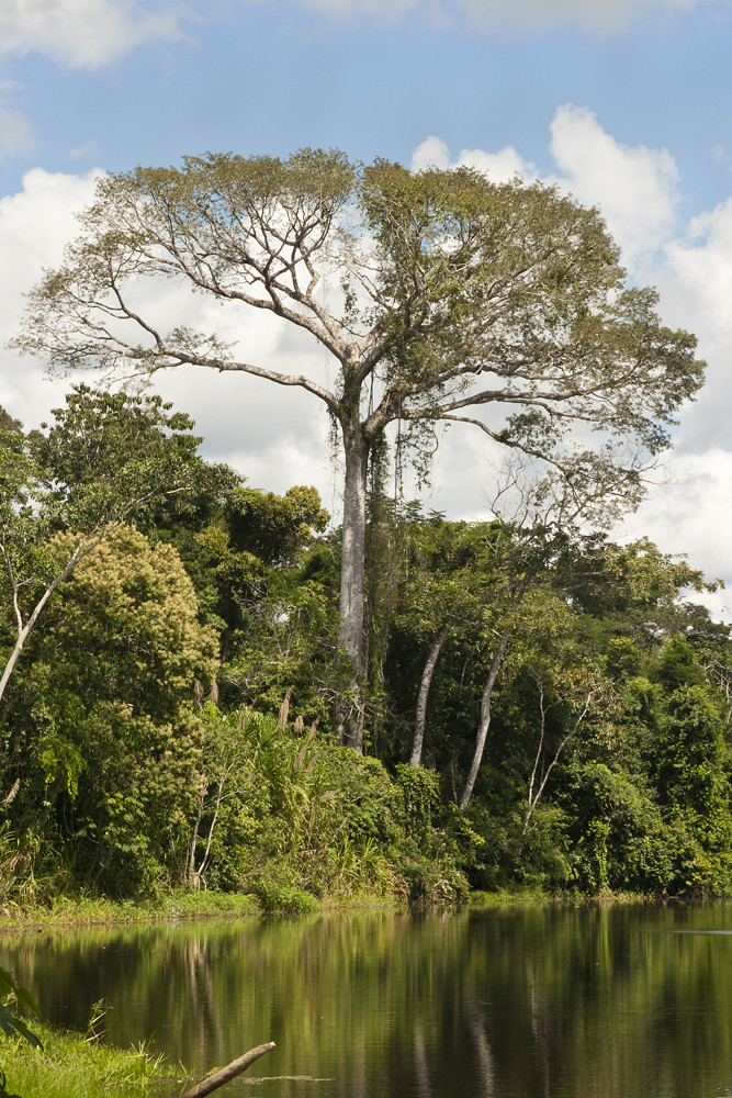 tukwa2's tweet photo. #savetheplanet
#saveAllrainforest
#MauForest
#saveElgonForest
#saveEmburkonForest
#savekirisiaForest
#saveboniForest
#saveArabukosokokeForest
#ClimateCrisis 
#ClimateAction 
#plantTrees
#TreesForlife https://t.co/9tR9yMuMCF