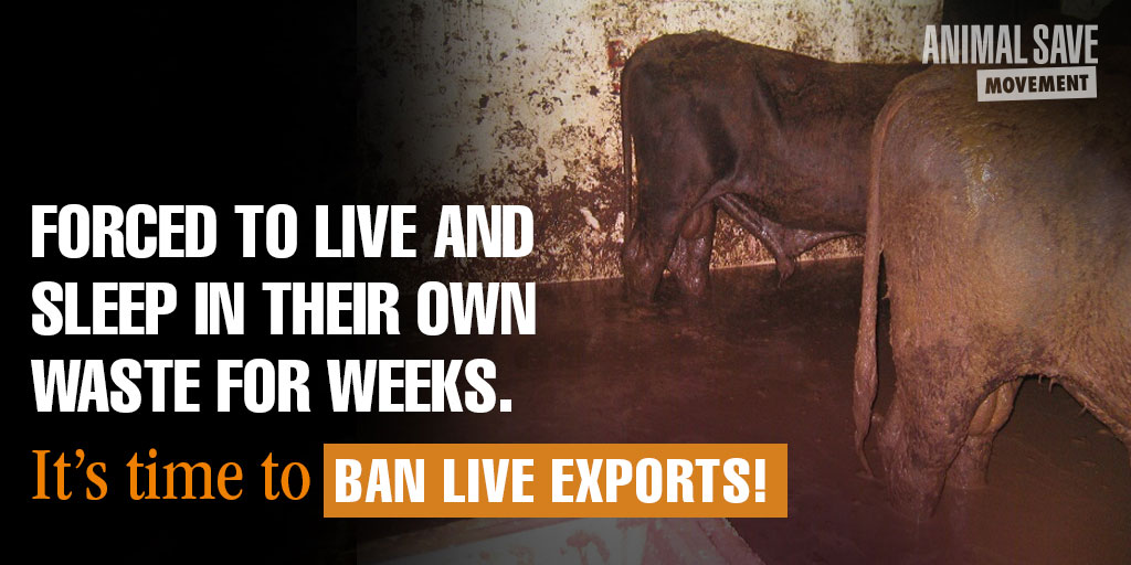 When temperatures soar — and predictably they do — weeks of untreated waste buildup ‘melts’ into a thick, deadly soup Corrosive ammonia chokes the air & burns the eyes & throats @EUAgri @EU_Health @AnnaCarenS @cem_oezdemir #BanLiveExports