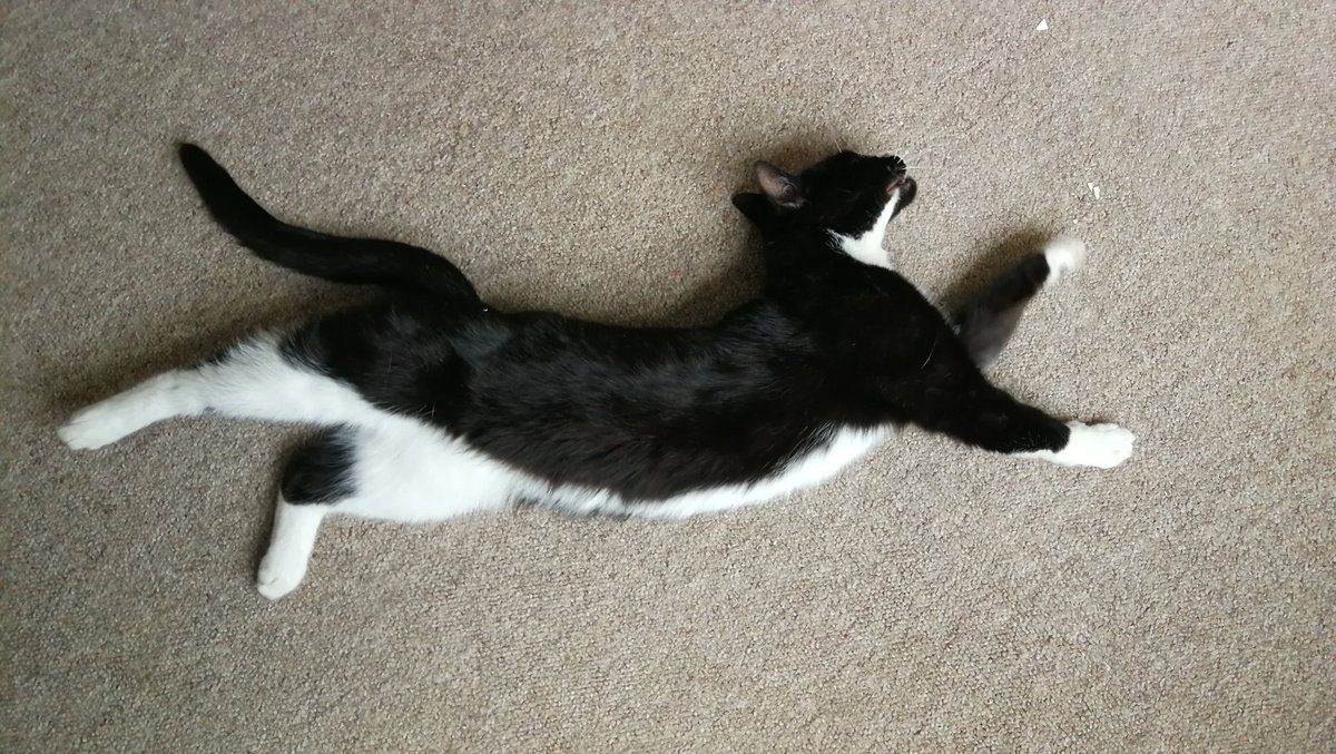 tsarzipan's tweet photo. Look at this absolute poser ๐ท๐ pretty sure in his afternoon doze dreams he's mapping out the choreography for a cat version of Swan Lake ๐ฏโโ๏ธ Any other balletic felines out there today? #hugocat #catlake #CatsOfTwitter #balletcat #chaseyourdreams https://t.co/1lvfLKzs8O