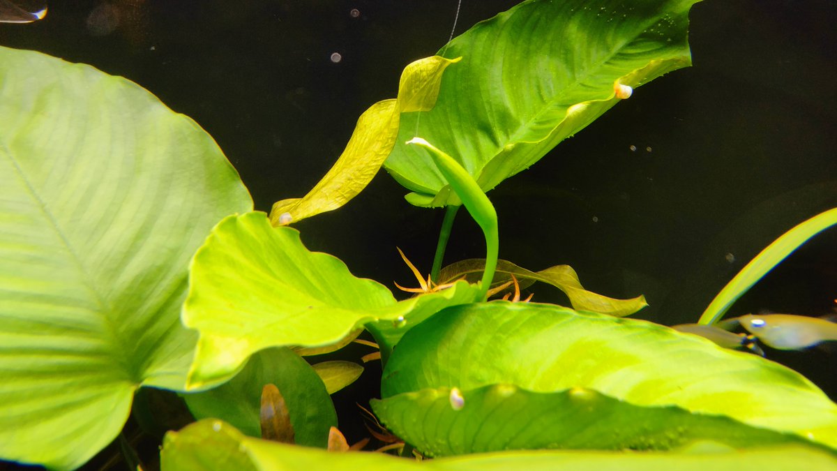 Hashtag アヌビアス Na Twitteru