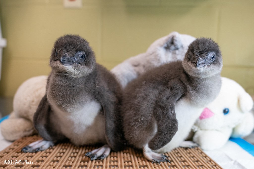 CincinnatiZoo's tweet photo. Hear from our penguin expert and head keeper Cody to see how they chose the names Mars and Rover for these little blue penguins, as well as other tie ins between zoo keeping and astronomy. @917wvxu https://t.co/O0azfeuvGh https://t.co/xKqRZUXS3j