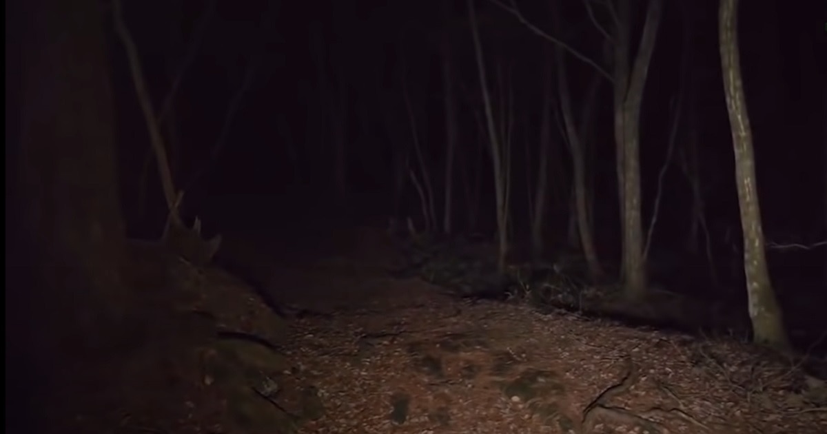 Kritiek barsten hulp in de huishouding Dread Central on Twitter: "5 Scary Things Caught On Camera In The Woods  [Video]. https://t.co/mncAhtLqK6 https://t.co/c5LjD6ujTr" / Twitter