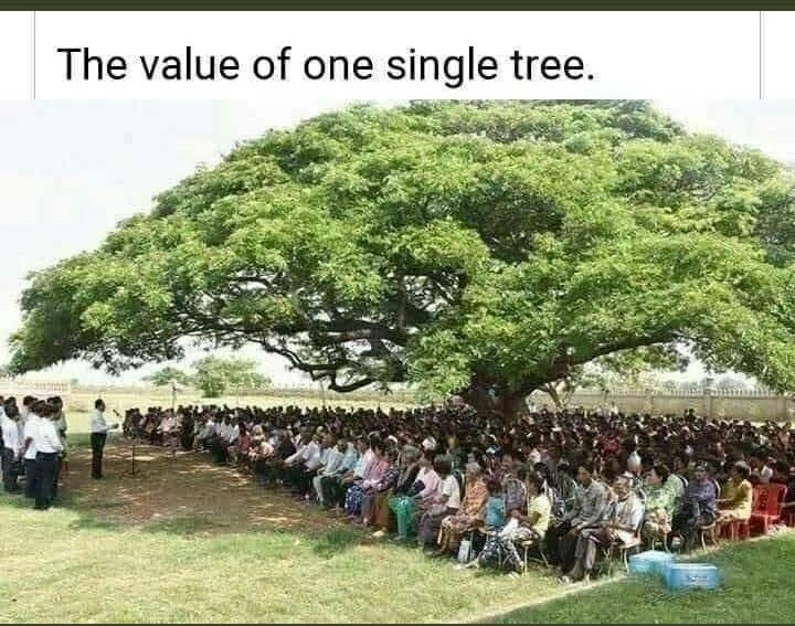 Devyanichaudha6's tweet image. #singletree❤