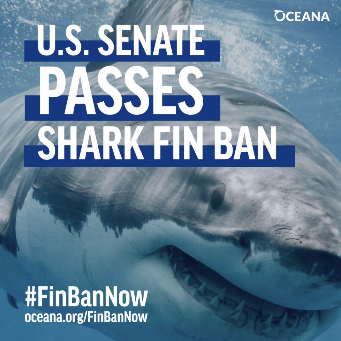 Dreams do come true… 🇺🇸🦈🇺🇸 repost from @Oceana yesterday - The U.S. Senate passed the Shark Fin Sales Elimination Act (S. 1106) — a bill that would ban the buying and selling of shark fins in the United States!