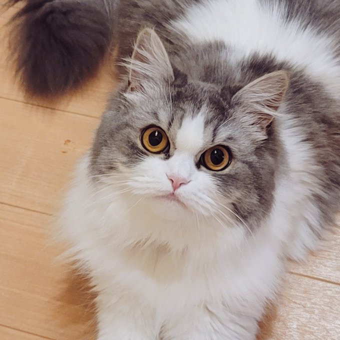 うちの子めちゃくちゃ美猫なのに寝るときだけクッキングパパになるのすこなんだ 