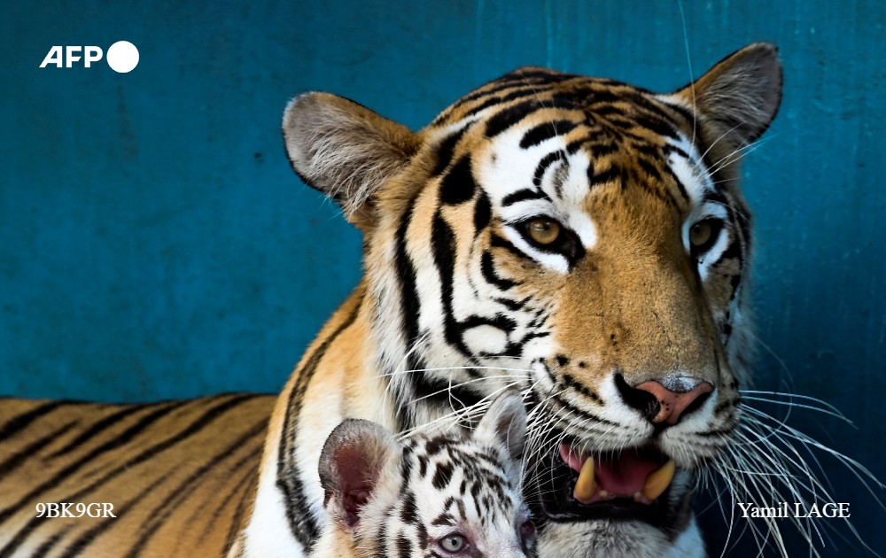 letapineda's tweet photo. Doble alegría para el #Zoológico de @Cuba: por primera vez en más de 20 años registra el nacimiento de cuatro #tigres, entre ellos una hembra bautizada como #Yanek, el primer ejemplar blanco nacido en la isla. #AFP @AFPespanol
📸@LageYamil
https://t.co/iHu8phgXjS https://t.co/MP8mNMHfBq