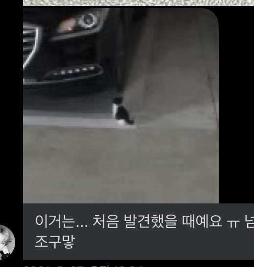 just_mol_ip's tweet photo. 얘들아 이것 좀 봐봐..
완전 조그만 고양이야..
노노카짱 같아..🥺 https://t.co/nZIXDQybVc
