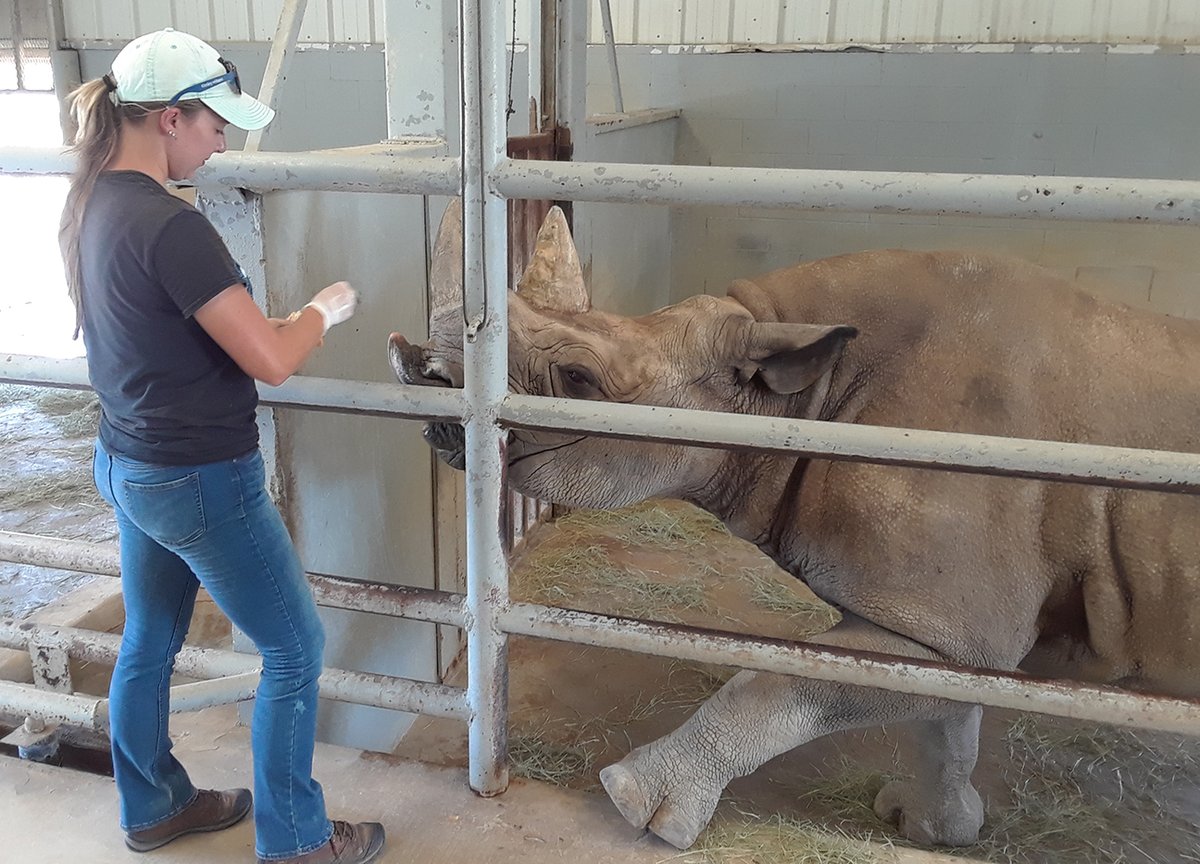 FossilRim's tweet image. #HappyBirthday to our southern black #rhino, “Mupani,” who turns 22 years old today! Mupani was born at Fossil Rim and is the daughter of "Coco.” 
“Mupani is our largest #BlackRhino and she’s well-conditioned,” Animal Care Specialist Tim Lloyd said. #endangered