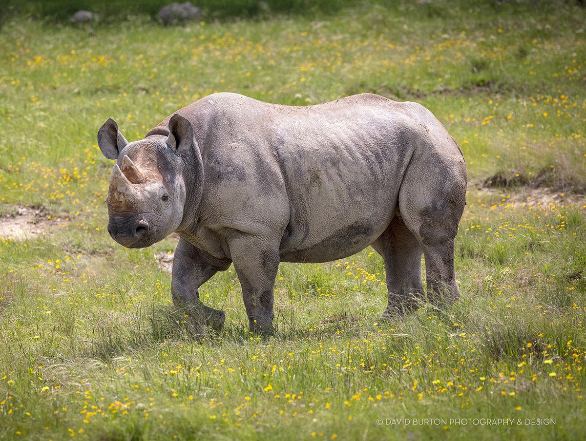 FossilRim's tweet image. #HappyBirthday to our southern black #rhino, “Mupani,” who turns 22 years old today! Mupani was born at Fossil Rim and is the daughter of "Coco.” 
“Mupani is our largest #BlackRhino and she’s well-conditioned,” Animal Care Specialist Tim Lloyd said. #endangered