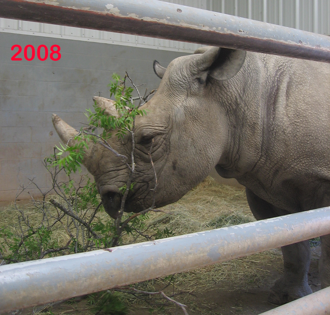 FossilRim's tweet image. #HappyBirthday to our southern black #rhino, “Mupani,” who turns 22 years old today! Mupani was born at Fossil Rim and is the daughter of "Coco.” 
“Mupani is our largest #BlackRhino and she’s well-conditioned,” Animal Care Specialist Tim Lloyd said. #endangered