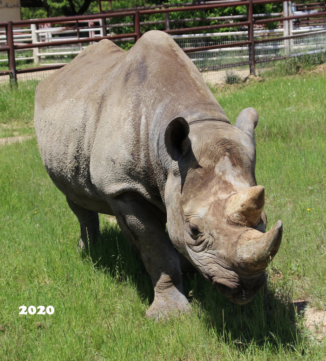 FossilRim's tweet image. #HappyBirthday to our southern black #rhino, “Mupani,” who turns 22 years old today! Mupani was born at Fossil Rim and is the daughter of "Coco.” 
“Mupani is our largest #BlackRhino and she’s well-conditioned,” Animal Care Specialist Tim Lloyd said. #endangered