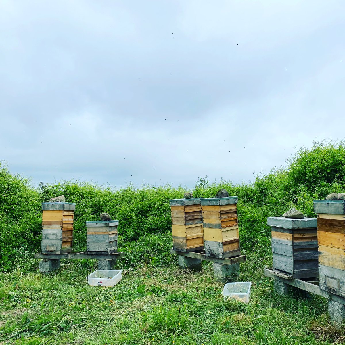 farmbrookfield's tweet photo. A bit of beekeeping - relocated 4 big hives to this apiary on @farmbrookfield Very happy to have the new hives set in place! Thank you to everyone involved in the move - particularly Brendan who wanted hives relocated. #beekeeping #womeninagriculture #summertime #nativeirishbees https://t.co/CA4XipQG5J