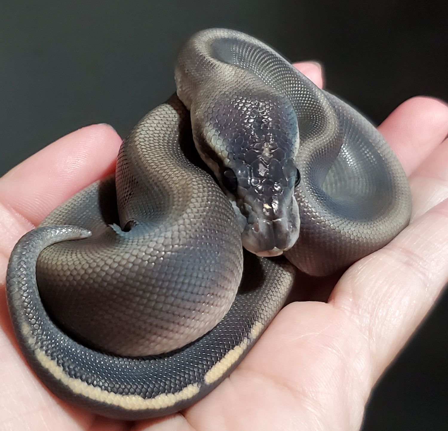 Super Black Pastel Ball Python