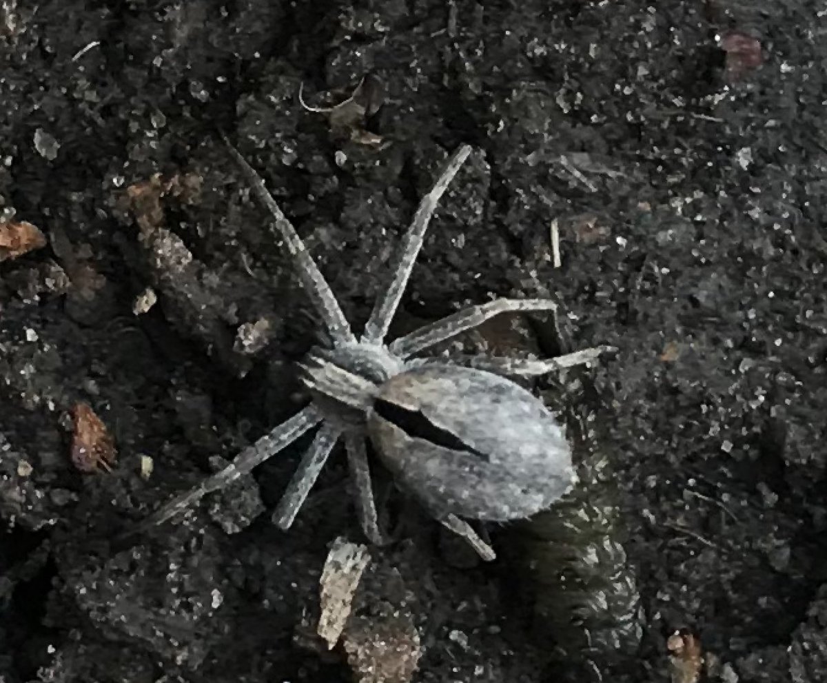 Dear #Arachnologist, what kind of spiders are these? Google image search is failing me. The red one are everywhere and really fast!