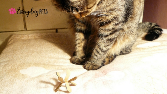 Everyday_Pets's tweet photo. If you have cats, you'll know how much they love to play and be silly. As a good cat owner, you'll understand the need for something to entertain them when you're not around.

In this tutorial, we'll teach you to make simple cat toys!

https://t.co/NsSOhQ2IgN

#CatToys #Cats https://t.co/Y70XWiulDb