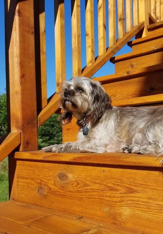 City_LineVet's tweet photo. Do your pets like to sunbathe? Show us your best picture in the comments! #SunsOutGunsOut 😎 https://t.co/Uk6dtkmcHx