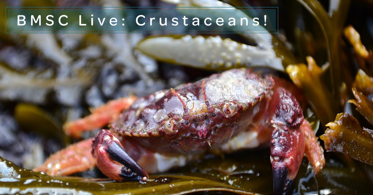 BamfieldMSC's tweet image. The #BMSCLive team continue highlighting local marine organisms! 

Today, we are featuring a collection of charismatic crabs and other crustaceans. You might be surprised at how dramatic and lively they look when viewed up close!

youtu.be/Rwnkz0Jcf2M