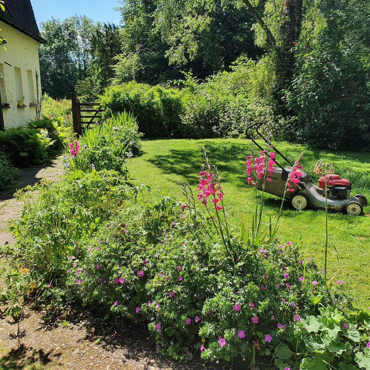 secretgardenweb's tweet photo. Loved cutting #pathways through #meadows today 🦋
This #woodlandgarden with it's #beautifulcottage always makes you feel that you've stepped #backintime 
It was v hot whilst doing #gardenmaintenance but surrounded by #colourfulflowers #freshgreens and #birdsong made it enjoyable! https://t.co/mWIXvJuo7H
