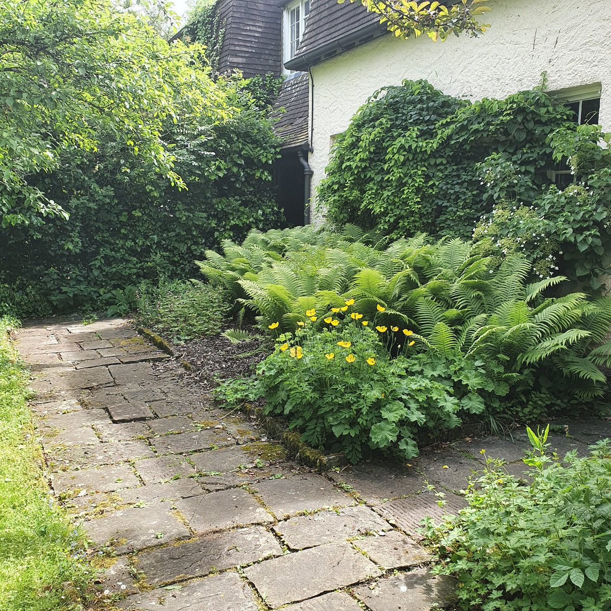 secretgardenweb's tweet photo. Loved cutting #pathways through #meadows today 🦋
This #woodlandgarden with it's #beautifulcottage always makes you feel that you've stepped #backintime 
It was v hot whilst doing #gardenmaintenance but surrounded by #colourfulflowers #freshgreens and #birdsong made it enjoyable! https://t.co/mWIXvJuo7H