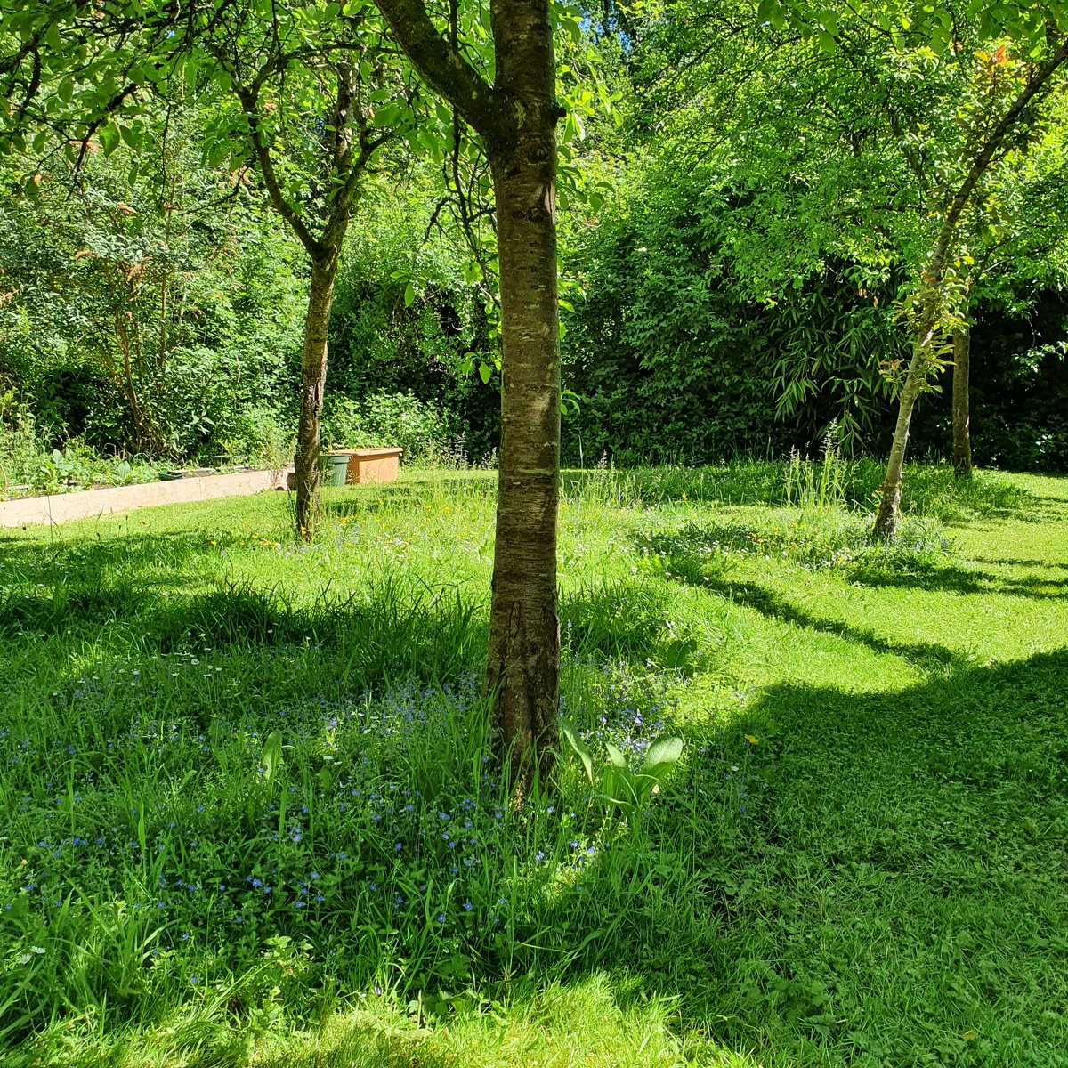 secretgardenweb's tweet photo. Loved cutting #pathways through #meadows today 🦋
This #woodlandgarden with it's #beautifulcottage always makes you feel that you've stepped #backintime 
It was v hot whilst doing #gardenmaintenance but surrounded by #colourfulflowers #freshgreens and #birdsong made it enjoyable! https://t.co/mWIXvJuo7H
