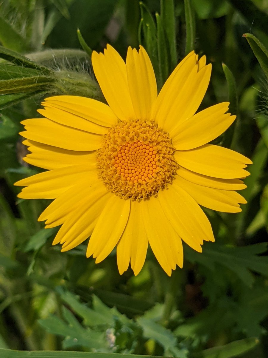 Mini meadow gems in the garden. Can't wait to see what comes out next.