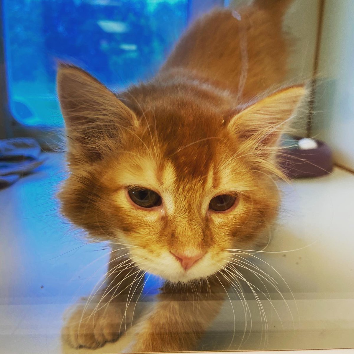 cityofnormanok's tweet photo. Norman Animal Welfare is having a free adoption event, June 10 &amp; 11!

Visit https://t.co/khPUmShpqH or call (405) 292-9736 for more info. https://t.co/Em9Utgl94L