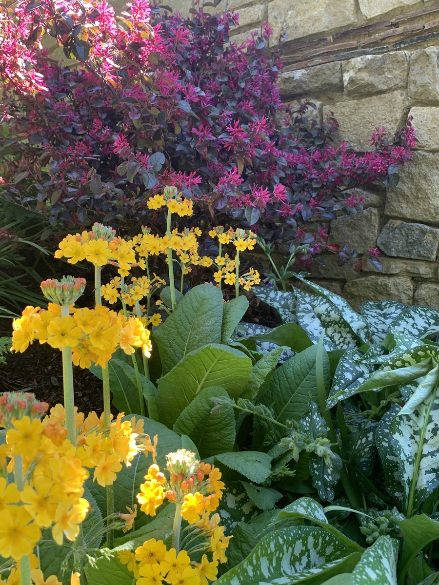 KateGouldGarden's tweet photo. Bright ✅ Clashy ✅
Acquired taste or uplifting? I’m in the ‘uplifting’ camp for sure but I know this could make a lot of people squint disapprovingly!
#primula #loropetalum #pulmonaria #spring #gardendesign #loveplants #gardendesigner #landacapedesign #landscapedesigner https://t.co/lQArJiIdka