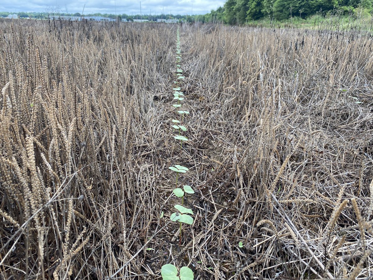 Our recently planted cotton on no-till ground is looking great!
